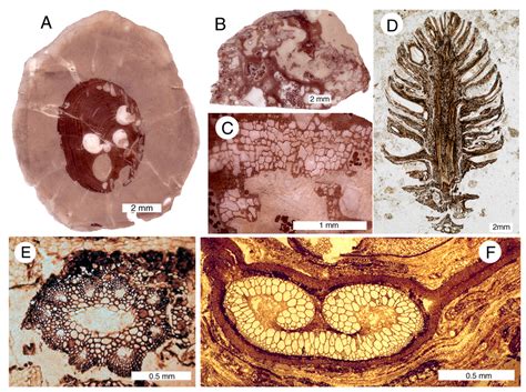 permineralization vs replacement.